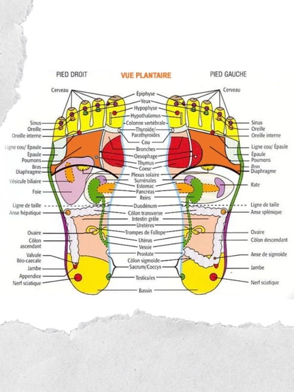 vue plantaire, outil utilisé en réflexologie plantaire par Stéphanie Raoul, naturopathe à Valence et Aix-Les-Bains