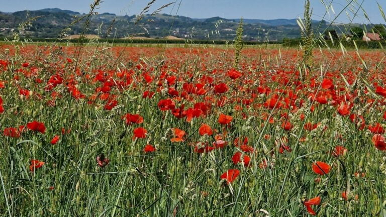 Le sirop de coquelicot