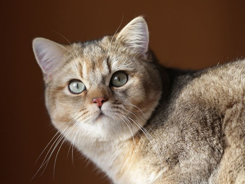 Animaux domestiques - Lyme - Borrelia