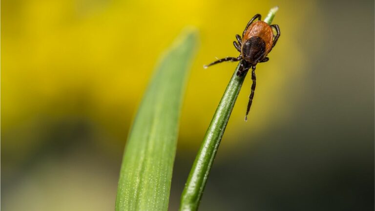 Lyme : vecteurs,  symptômes, prévention et accompagnements naturels