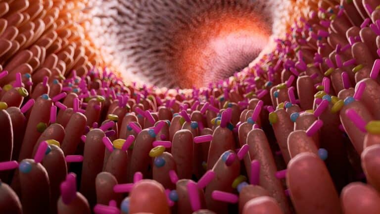 Lumière de l'intestin. Microbiote intestinal vu au microscope