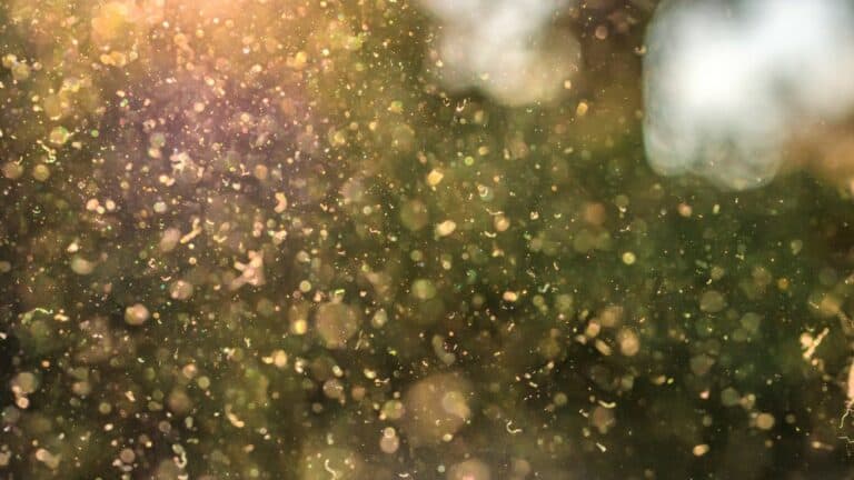 Pourquoi suis-je allergique au pollen ? Le pollen est responsable de l'allergie saisonnière, de la rhinite allergique, plus communément appelée rhume des foins. Comment atténuer les allergies au printemps ?