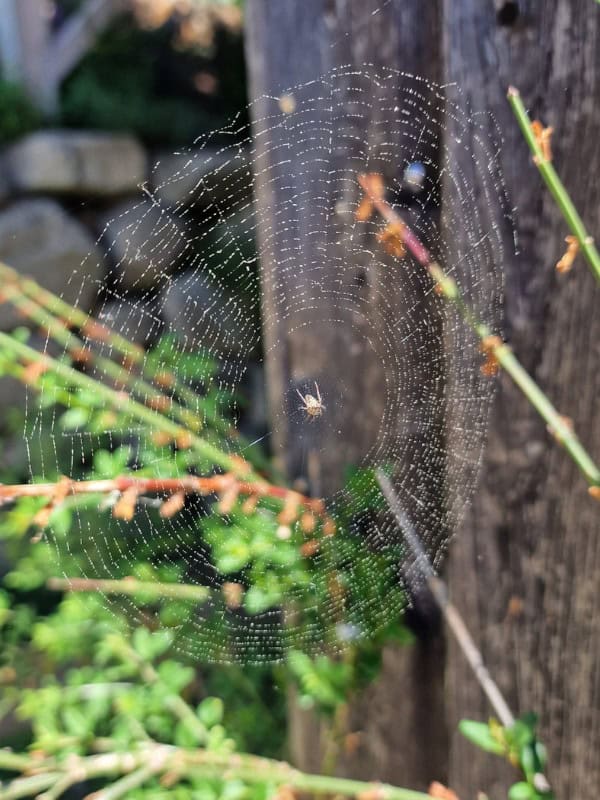 Comment calmer les allergies au pollen lorsqu'ils sont partout ? Prévenir les allergies au pollen